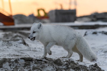 Arctic fox in winter time in Siberian tundra at sunset.