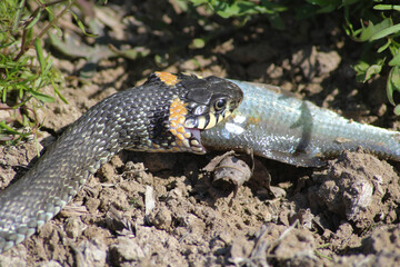 The snake already has fish on the river