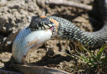 The snake already has fish on the river