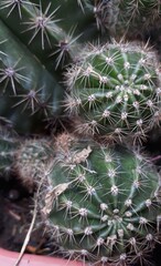 cactus green and nature plant