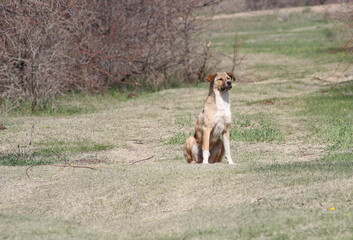 red dog in the summer in nature sits and looks into the distance