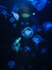 jelly fish in the aquarium