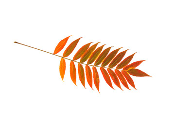 Red, green and yellow leaves of smoouth sumac isolated on white background. Autmn concept. Space for text