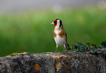 Goldfinch ,Carduelis carduelis, British Garden Wild Bird