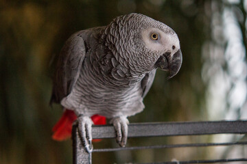 Obraz premium Grey parrot sitting on his cage