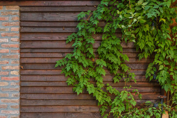 Green leaves ivy wall and brown wooden fence