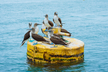 Blue-foot marine birds in Manabí, Ecuador