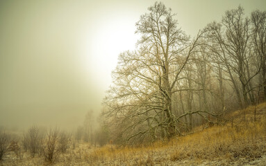 Fototapeta na wymiar A huge oak tree on the edge of the forest is shrouded in fog at dawn
