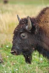 Buffalo in the Wyoming prairies