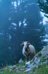 Oveja - Sheep, Néouvielle Nature Reserve, Vallée d'Aure, L'Occitanie, Hautes-Pyrénées, France, Europe
