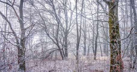 Fototapeta na wymiar Snowfall in the forest