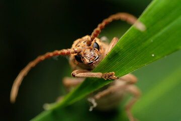 longhorn insect macro close up photography 