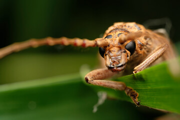 longhorn insect macro close up photography 