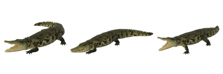 Crocodile (Crocodylinae) isolated on white background