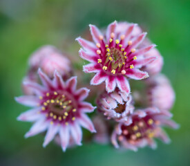 Siempreviva (Sempervivum montanum), Néouvielle Nature Reserve, Vallée d'Aure, L'Occitanie, Hautes-Pyrénées, France, Europe