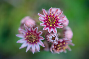Siempreviva (Sempervivum montanum), N&eacute;ouvielle Nature Reserve, Vall&eacute;e d'Aure, L'Occitanie, Hautes-Pyr&eacute;n&eacute;es, France, Europe