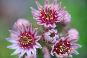 Siempreviva (Sempervivum montanum), Néouvielle Nature Reserve, Vallée d'Aure, L'Occitanie,...