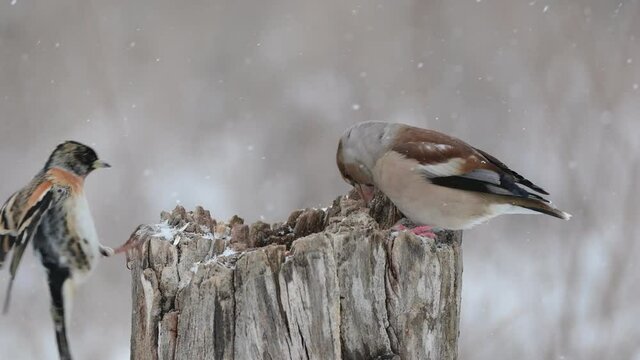 Snowy winter with songbirds on a feeder in the forest. Snowflakes and a beautiful snag