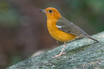 The orange bird stood one leg on a rock with green moss.
