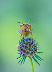 CHINCHE, Heteróptero, Peña Montañesa, Sobrarbe, Huesca, Aragon, Spain, Europe