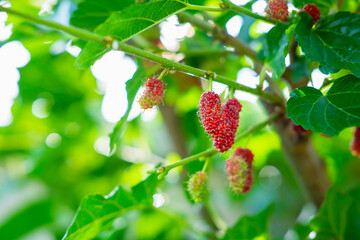 Mulberry tree and fresh mulberry fruit