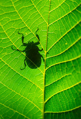 CIERVO VOLANTE - STAG BEETLE (Lucanus cervus) female, Lucanidae, Coleoptera, Insecta, Peña Montañesa, Sobrarbe, Huesca, Aragon, Spain, Europe