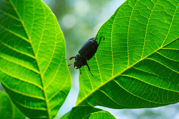 CIERVO VOLANTE - STAG BEETLE (Lucanus cervus) female, Lucanidae, Coleoptera, Insecta, Peña Montañesa, Sobrarbe, Huesca, Aragon, Spain, Europe