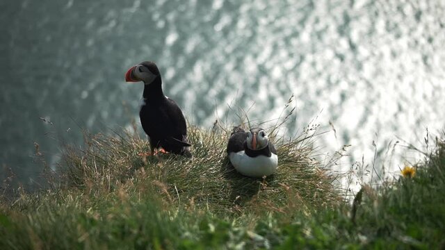 Adorable puffins looking around sitting on the shore. Pretty couple of puffin watching nature close to the sea. Island colorful bird flying under the earth. Concept of northern seabird