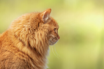 portrait red fur cat in green summer grass with sun glare in background
