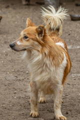 closeup portrait sad homeless abandoned colored dog outdoor