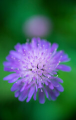 Mountain flowers, Néouvielle Nature Reserve, Vallée d'Aure, L'Occitanie, Hautes-Pyrénées, France, Europe