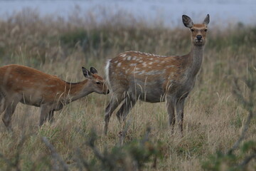 deer in the grass