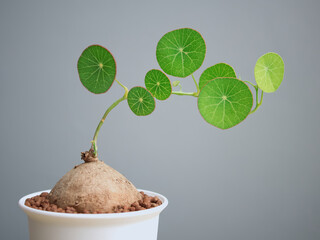 Sapling (Stephania erecta Craib), Ornamental plants for minimalist style home decoration on wooden...