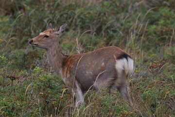 deer in the grass