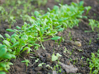Growing fresh herbs, leafy greens for healthy diet in garden bed in spring. Young fresh organic spinach plants