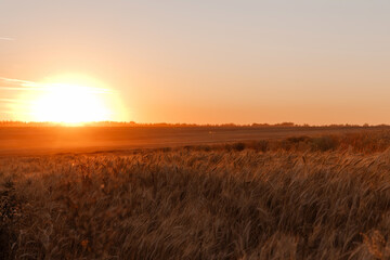 Fototapeta na wymiar Wheat field in the sunset. Golden hour.