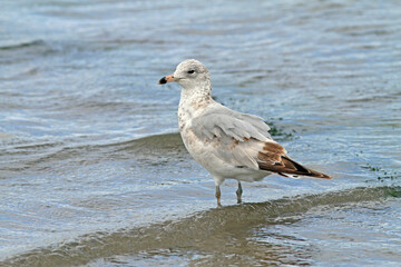 Ring-billed Gull, Larus delawarensis