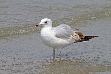 Ring-billed Gull, Larus delawarensis