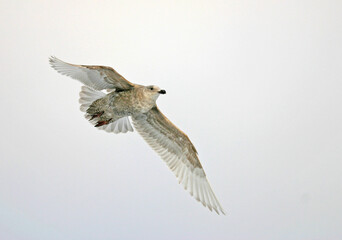 Obraz premium Glaucous-winged Gull, Larus glaucescens