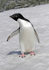 Adelie penguin, Pygoscelis adeliae
