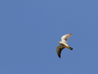 Amur Falcon, Falco amurensis