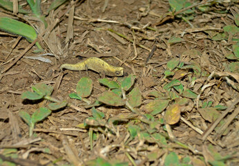 Montagne d'Ambre leaf chameleon, Brookesia tuberculata