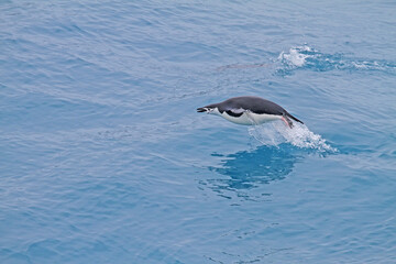 Fototapeta premium Chinstrap Penguin, Pygoscelis antarcticus