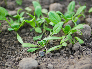 Growing fresh herbs, leafy greens for healthy diet in garden bed in spring. Young fresh organic spinach plants