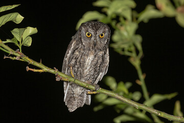 Cyprus Scops Owl, Otus cyprius