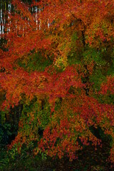 Red maple leaves at Chichibu, Saitama, Japan. In autumn season.