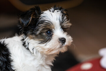 Biewer Yorkshire Terrier Dog puppy in black and white focus on the head seen from the front
