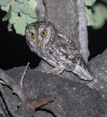 Cyprus Scops Owl, Otus cyprius