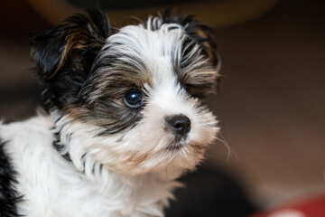 Biewer Yorkshire Terrier Dog puppy in black and white focus on the head seen from the front