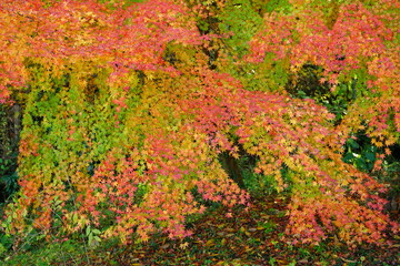 Red maple leaves at Chichibu, Saitama, Japan. In autumn season.